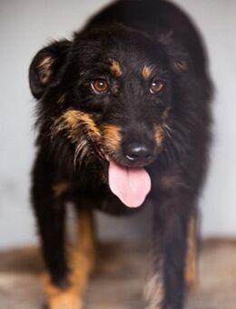 Maylo 💗 sucht viel Liebe + Geborgenheit - Hamburg