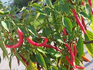 Chili Samen 10 Stück Jwala klein Schärfe 7 Capsicum annuum 2024 BIO - Freising