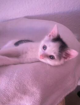 Babykatzen dürfen ausziehen - Barby (Elbe) Groß Rosenburg