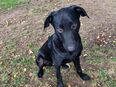 Bandit sucht ein Zuhause in 82166