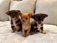 Chihuahua Welpen (m) suchen liebevolles Zuhause - Berlin