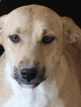 Nuria, zurückhaltend, verträglich - Westerholt