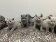 4 reinrassige BKH Kitten Katzen 1 Mädchen und 3 Junge in 59063