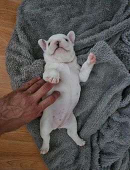 Französische Bulldogge Welpen - Boppard