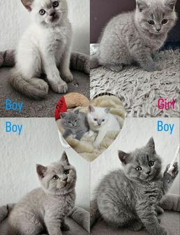 4 faszinierende BKH-Kitten für die besten Tierfreunde zu verkaufen - Siegen (Universitätsstadt)