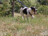 Liebe Flossie sucht ihre Familie ❤️ - Großefehn
