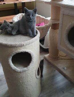 BKH-Kitten - Berlin Treptow-Köpenick