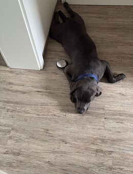 Liebevoller Labrador Rüde - Hechingen