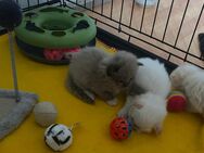 Ragdoll Kitten Sonntagskätzchen - Arnstadt