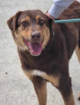 Aufgeschlossen verschmust sozial NORA♥️ - München