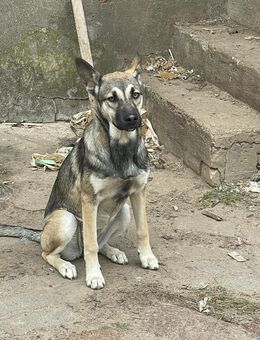 Husky Schäferhund Welpen Geboren am 7.4.2025 - Altmärkische Höhe