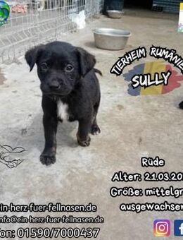 SULLY-einer knuffiger als der andere - Waakirchen