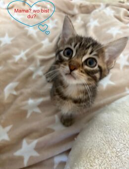 EHK-Bengal Kitten - Berlin