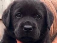 Erstklassige Labrador Retriever Welpen in schwarz abzugeben - Waldmünchen Zentrum
