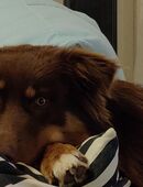 Australian Shepherd Red-Tri Deckrüde in 86609