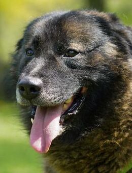 Eko Streunerseele sehnt sich nach ... - Obertshausen