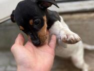 Unsere kleine Mimi sucht ihre Menschen - Hamburg