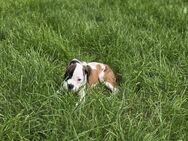 Zwei zauberhafte Boxer-Rüden suchen ihr Für-immer-Zuhause - Hasbergen