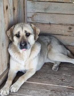 🆘Sasha 🧡 - die traurige Zaubermaus - Eislingen (Fils)