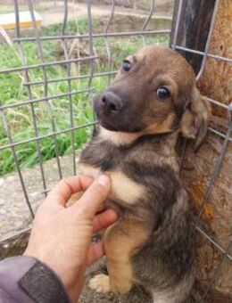 Simon 28 cm (Nov 25) Pflegestelle - Alpenrod