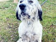 RAPIDE - zauberhafter English Setter.... - Kempen