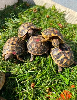 Nachzuchten Griechische Landschildkröten von 2024 - Esslingen (Neckar)