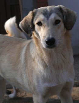 Pan wird deine Welt bereichern - Celle