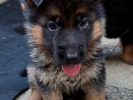 Schäferhund Welpe Hündin - Herzogenrath Zentrum