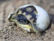 Griechische Landschildkröten (THB) Nachzuchten - Düren