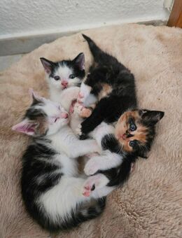 4 Kitten zu verkaufen - Laage