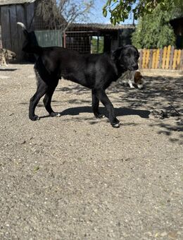 Nero sucht seine Lieblingsmenschen - Celle