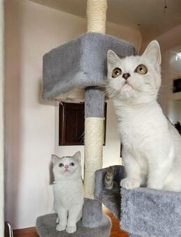 Hübsche Britisch Kurzhaar Katzen - Seligenstadt