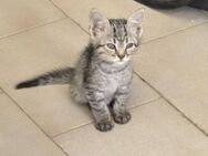 Tom aus dem Tierschutz - Grevenbroich