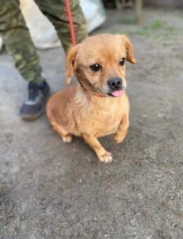 Maggie-LM Zuckerschnute - Neustadt (Rübenberge)