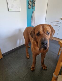 3 jährige gut erzogen Hündin sucht Zuhause - Bohmte