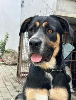 Die große Shiva - Rambin