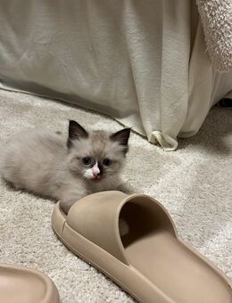 Ragdoll Kitten - Remscheid