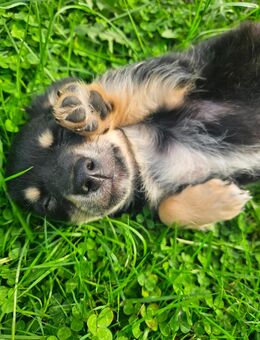 Liebe kleine Chihuahua Welpin zu vergeben - Emsdetten