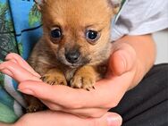 Chihuahua Mix Hundewelpen - Tiefenort