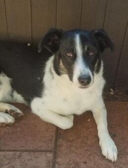 Feivel, junger Bursche - Geilenkirchen