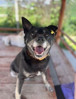 Ash - treuer, lieber Rüde sucht Zuhause - Berlin