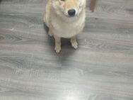 Shiba Inu 10 Monate alt Rüde - Essen