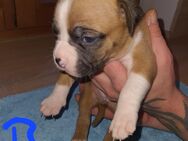 Boxer American bully welpen - Bad Birnbach