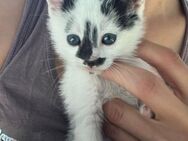 ❤️zuckersüsser Babykater Levin❤️ - Eislingen (Fils)