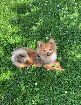 Zwergspitz/Pomeranian Rüde - Bremerhaven