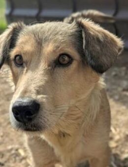 Umi - zaghafte liebe Hündin - Kallmünz