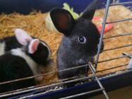 Zwergkaninchen suchen zuhause - Gütersloh