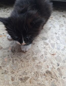 Katzen zum abgeben - Freisen