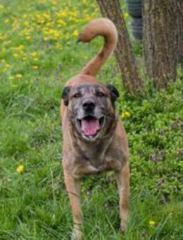 SANTOS -eher ein Kevin-allein-zuhaus Typ - Overath