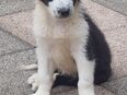 Australien Shepherd Welpen in 57258